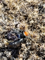 Phidippus ardens