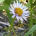 Palos Verdes Daisy - Photo (c) cris, some rights reserved (CC BY-NC), uploaded by cris