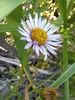Palos Verdes Daisy - Photo (c) cris, some rights reserved (CC BY-NC), uploaded by cris