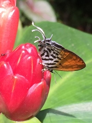 Drupadia ravindra moorei