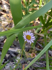 Erigeron palosverdensis