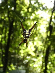 Micrathena brevipes