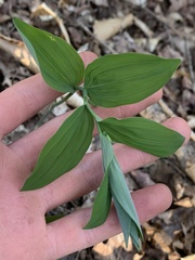 Polygonatum pubescens