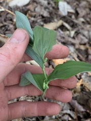 Polygonatum pubescens