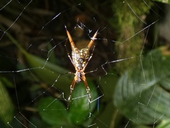 Micrathena brevipes