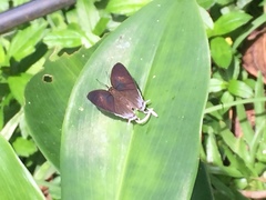 Drupadia ravindra moorei