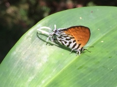 Drupadia ravindra moorei