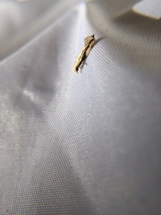 Erechthias atririvis