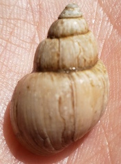 Campeloma