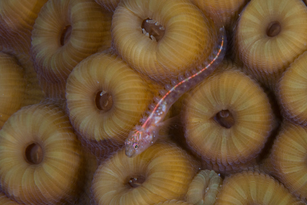 Blackhead Blenny