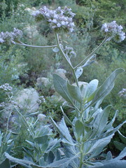 Eriodictyon traskiae