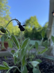 Piezogaster calcarator