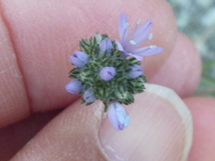 Gilia capitata capitata
