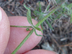Gilia capitata capitata