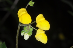 Calceolaria elatior