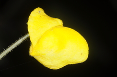 Calceolaria elatior