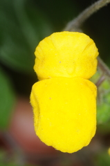 Calceolaria elatior