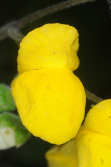 Calceolaria elatior