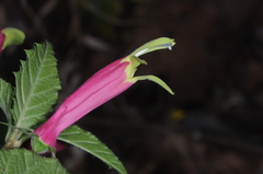 Siphocampylus orbignianus