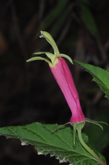 Siphocampylus orbignianus