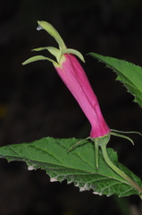 Siphocampylus orbignianus