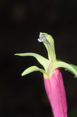 Siphocampylus orbignianus