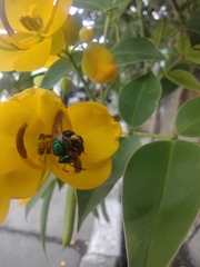 Halictidae