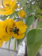 Halictidae