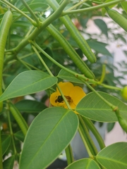 Halictidae