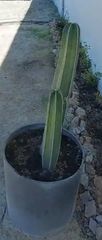Lophocereus