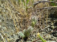 Chloropyron molle hispidum