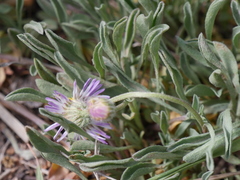 Erigeron concinnus