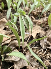Erythronium propullans