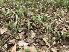 Erythronium propullans