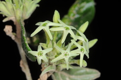 Cestrum strigilatum