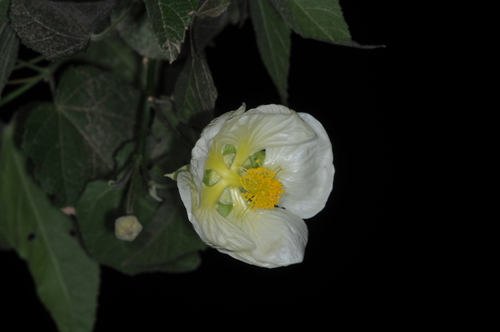 Callianthe nivea, photograph 6
