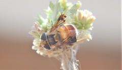 Copestylum quadratum