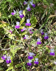 Collinsia multicolor