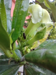 Nannotrigona