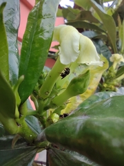 Nannotrigona