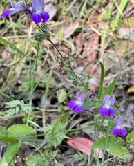 Collinsia multicolor