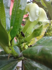 Nannotrigona
