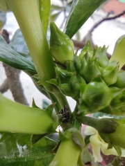 Nannotrigona
