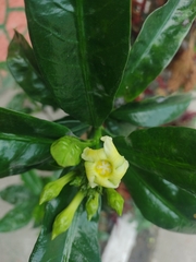 Thevetia ahouai