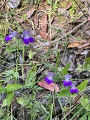 Collinsia multicolor