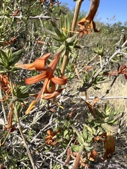 Anisacanthus thurberi