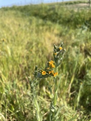 Amsinckia lycopsoides