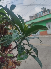Thevetia ahouai