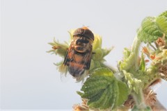 Copestylum quadratum