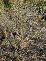 Anisacanthus thurberi